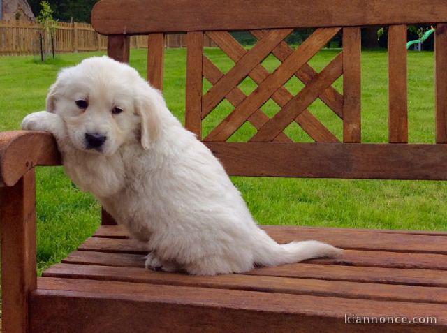 bébé chiot golden retriever