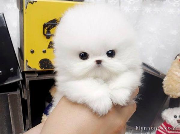 bébé chiot spitz nain