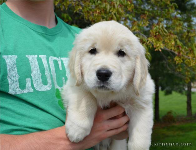 CHIOTS GOLDENS RETREIVER