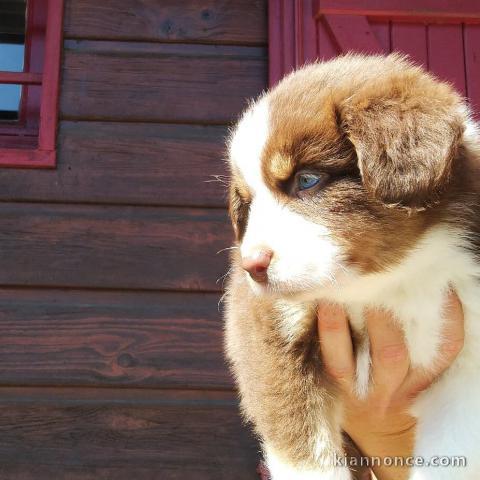 Adorables chiots berger australien