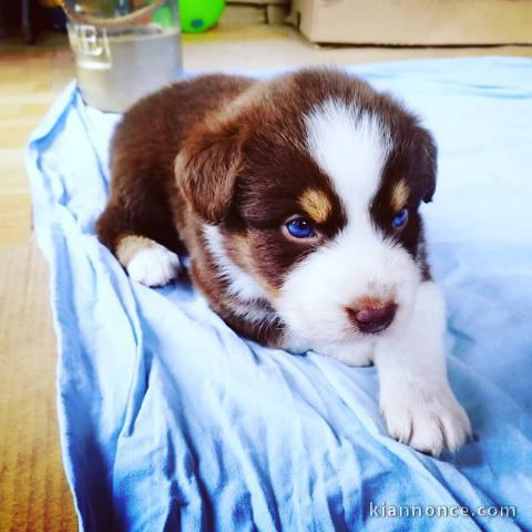 Adorables chiots berger australien