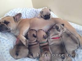 chiots bouledogue francais disponibles