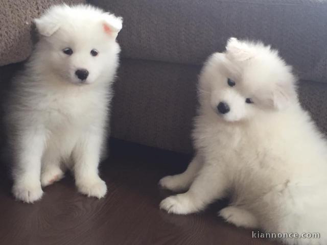 Magnifique chiots samoyède 