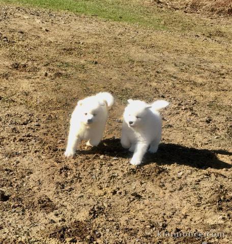 Formidable chiots samoyède 