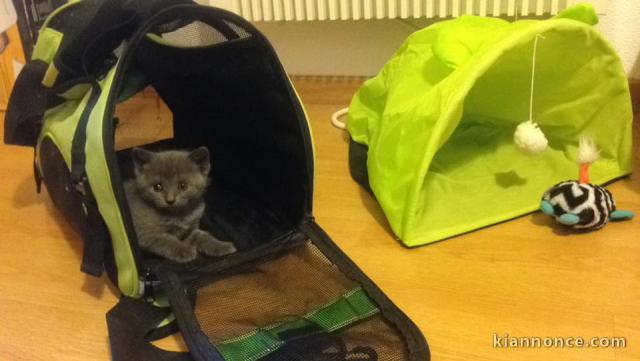 Chatons Chartreux Age 3 mois