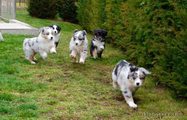 Magnifique chiots berger australien a donner