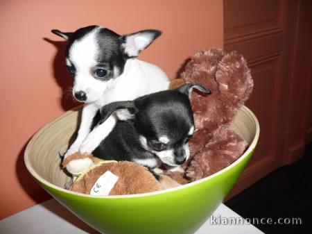 Chihuahua male et femelle contre bon soin