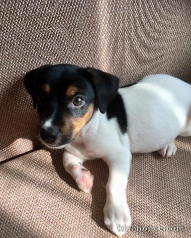 Jack russell male et femelle contre bon soin