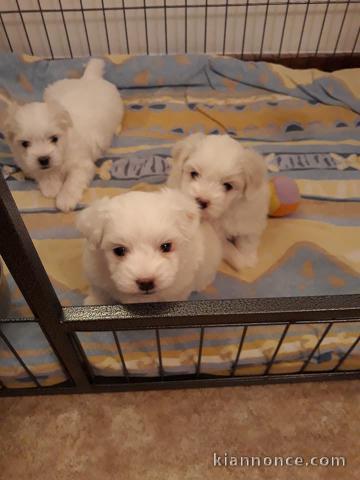 Adorables bébés Coton de Tuléar a donner