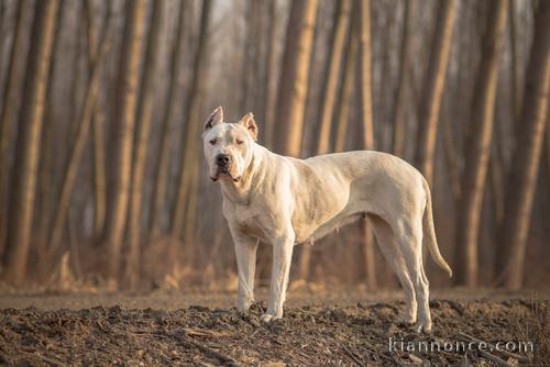 race dogue argentin tres bon chien