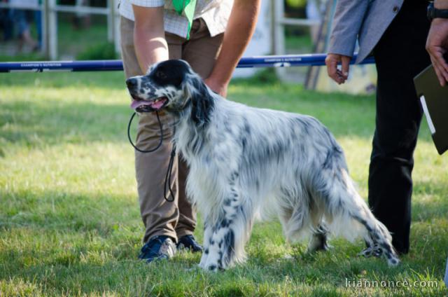 chien setter anglais disponible