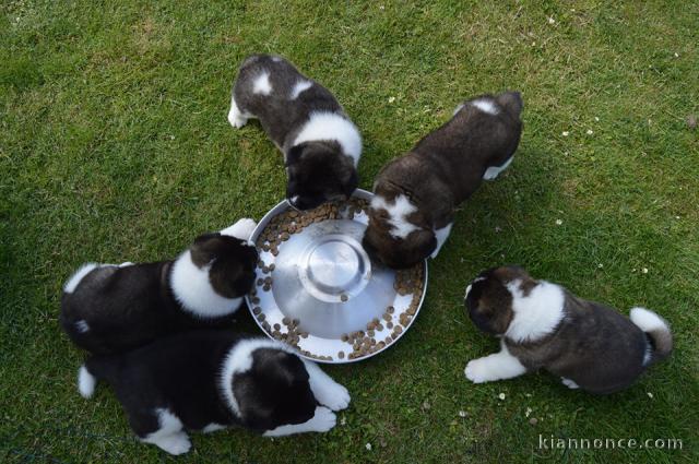 A donner Chiots de race Akita américain