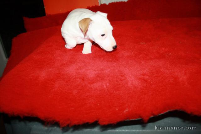 chiots jack russell disponible contre bon soin