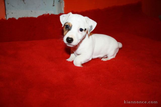 chiots jack russell disponible de suite