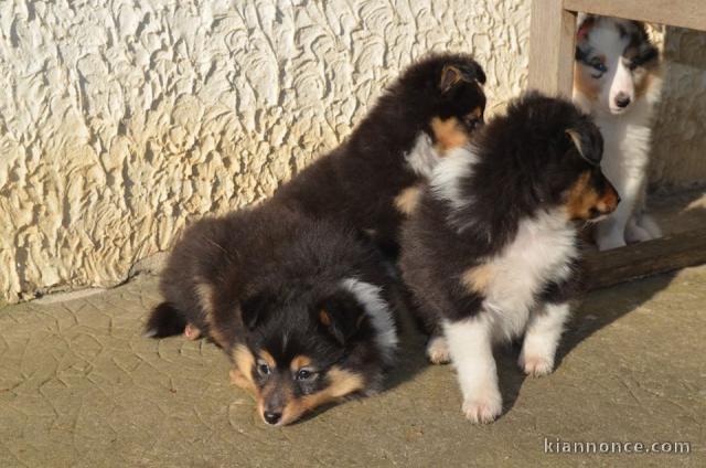 Magnifique chiots berger shetland a donner