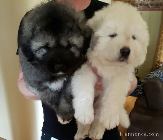 Magnifique chiots berger Caucase a donner