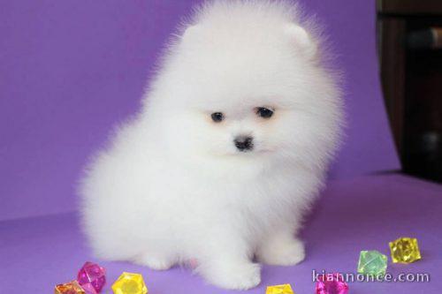 a reserver magnifique chiot spitz nain