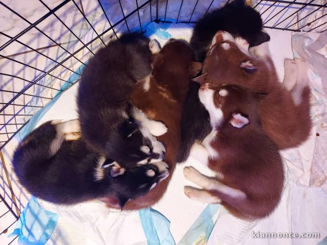 Chiots husky sibérien