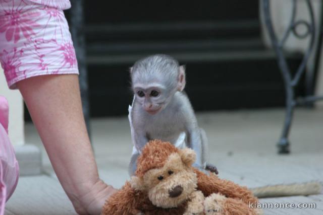 singes capucins pour une bonne maison