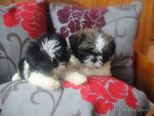 Chiots male et femelle shih tzu a donner