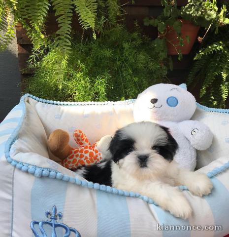 Deux chiots shih tzu mâle et femelle a donner