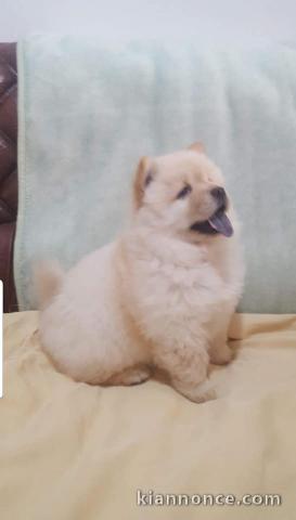 Chiot Chow Chow adorable