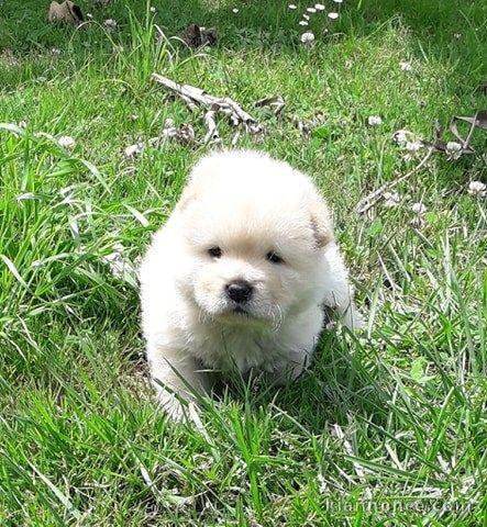 Chiot Chow Chow adorable