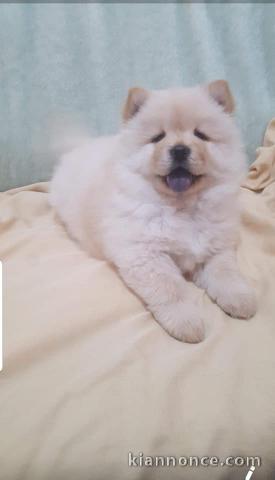 Chiot Chow Chow adorable