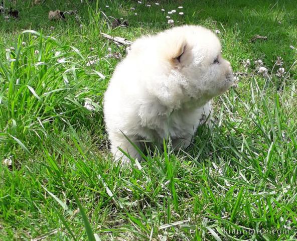 Chiot Chow Chow adorable