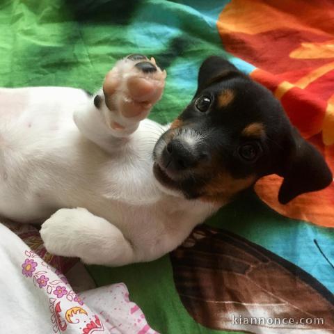 Deux adorables chiots jack russell disponible