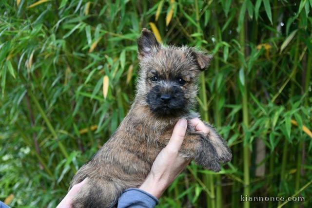 Chiots Cairn Terrier Age de 3 mois