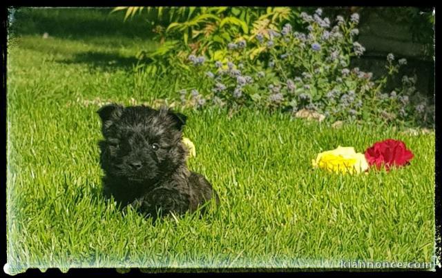 Chiots Cairn Terrier Age de 3 mois