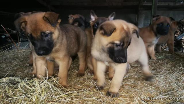 Chiots Berger Belge Age de 3 mois