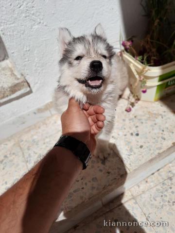 chiots husky siberien