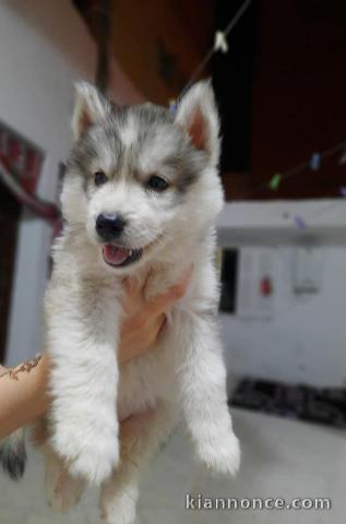 chiots husky siberien