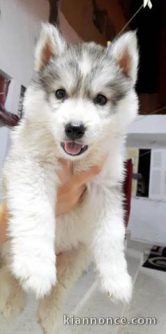 chiots husky siberien