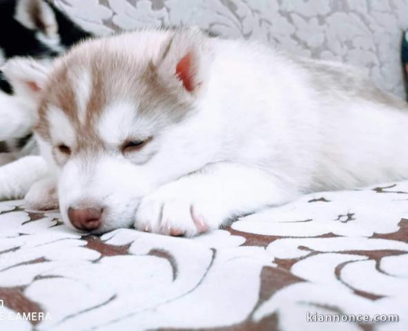 chiots husky siberien