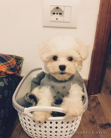 Deux chiots bichon maltais mâle et femelle a donner