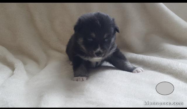 Chiots pomsky disponible.       