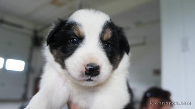 Chiots Border Collie Adorable