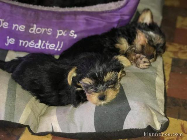 Deux chiots yorkie tasse de thé. 3 mois