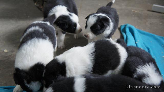 Chiots Border Collie Adorable