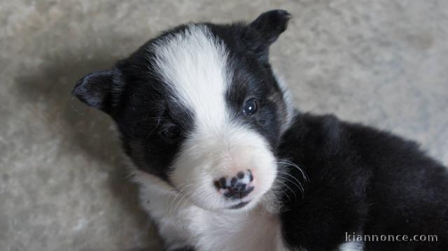 Chiots Border Collie Adorable