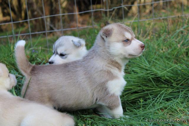 chiots husky siberien