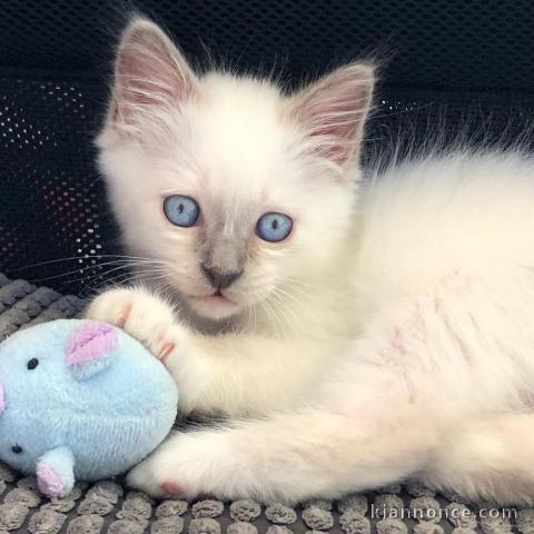 Deux chatons sacré de Birmanie mâle et femelle a donner