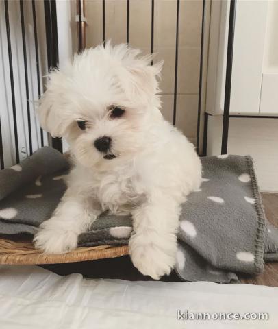 Deux chiots bichon maltais mâle et femelle a donner