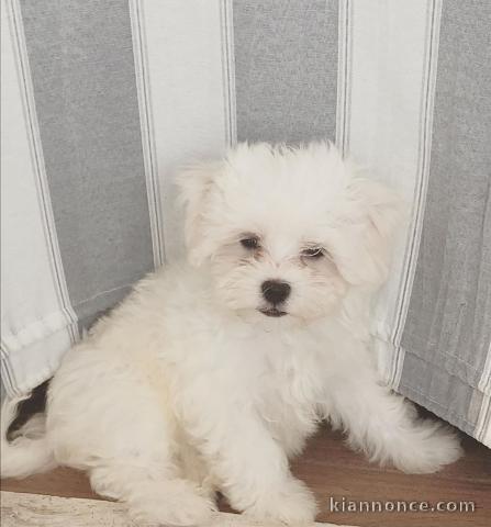 Deux chiots bichon maltais mâle et femelle a donner