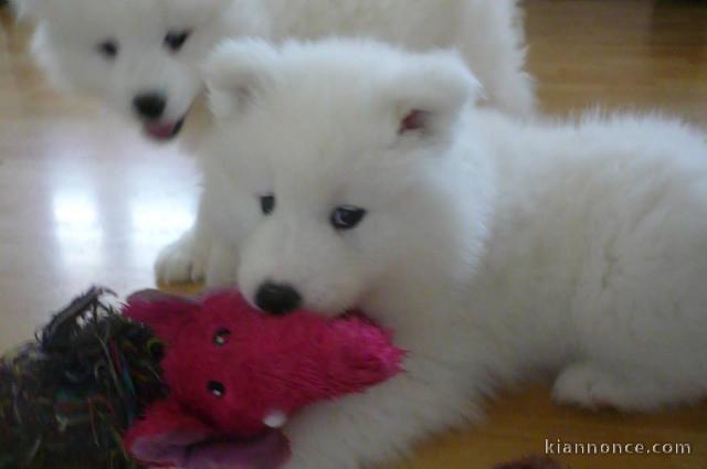 Disponibles chiots Samoyède pour adoption