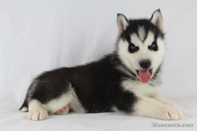 A donner femelle husky siberien non L.O.F