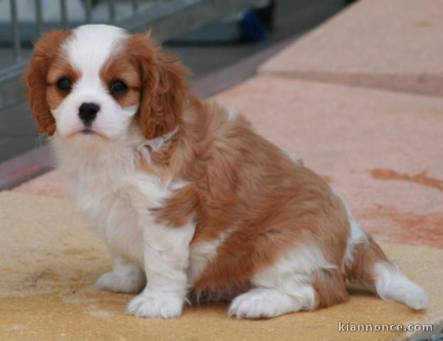 Adorable chiot cavalier king charles à donner